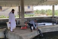 توسعه آبزی‌پروری دانش‌بنیان در سیستان و بلوچستان؛ راهی برای مقابله با کم‌آبی
