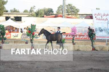  چهارمین جشنواره ملی زیبایی‌های اسب (تاق‌بستان)  جشنواره اسب اصیل کُرد