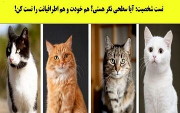 تست شخصیت شناسی | یکی از گربه ها را انتخاب کن تا شخصیتت را بگویم!