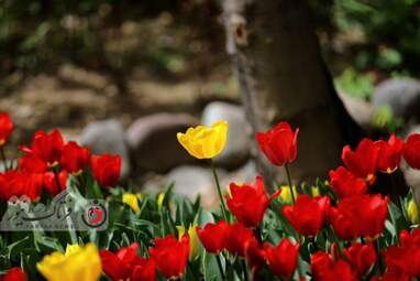  باغ ایرانی  بوستان  لاله های رنگین 