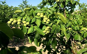 تولید کننده نهال گردو ژنوتیپ برتر