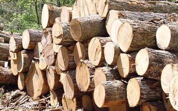 کشف 9 تن چوب جنگلی قاچاق در هنگ مرزی درگز