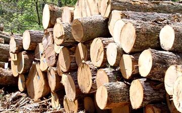 کشف 9 تن چوب جنگلی قاچاق در هنگ مرزی درگز