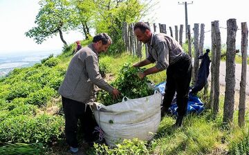 رئیس سازمان چای: توان رقابت چای داخلی با حذف ارز ۴۲۰۰ تومانی افزایش می‌یابد