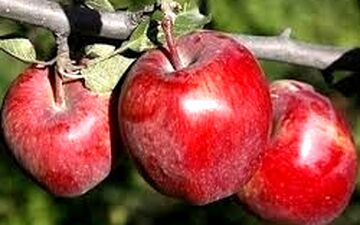 تأثیر سیب در پیشگیری از ابتلاء به سرطان
