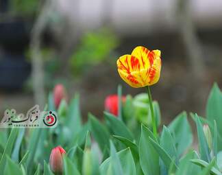 گزارش تصویری از لاله های زیبای بهاری در باغ ایرانی
