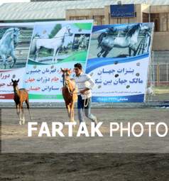  چهارمین جشنواره ملی زیبایی‌های اسب (تاق‌بستان)  جشنواره اسب اصیل کُرد