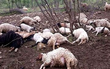 تلف شدن ۳۰۰ رأس دام عشایری در سیل استان تهران