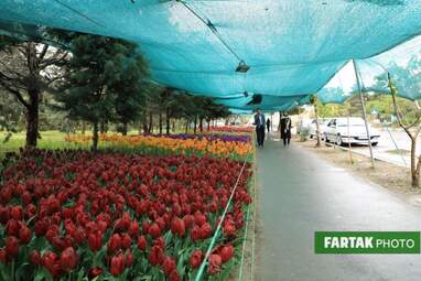 گزارش تصویری از پیاده راه لاله برای مادران 