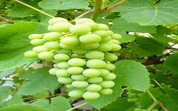 فواید درمانی آبغوره که فکرش را نمی کنید