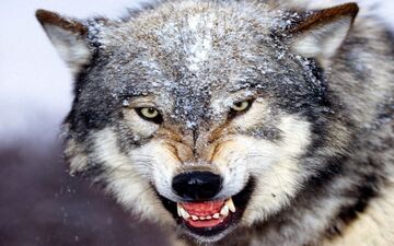 آیا گرگ‌ها می‌توانند صدای انسان‌ها را تشخیص دهند؟