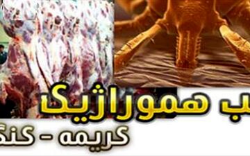 
مرگ مادر باردار با بیماری تب کنگو در حال بررسی