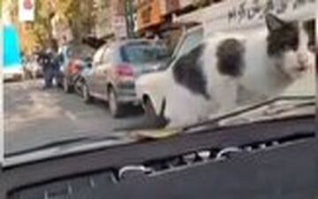 ویدئوی راز بقایی که سند موبایل قاپی شد! 
