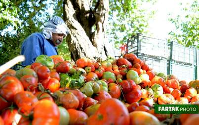  برداشت گوجه فرنگی از دشت‌ گهواره 