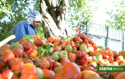  برداشت گوجه فرنگی از دشت‌ گهواره 