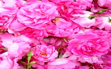 خواص دارویی گل محمدی 