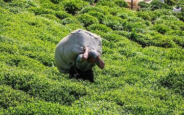 ۲۸ هزار تن چای ایرانی تولید شد