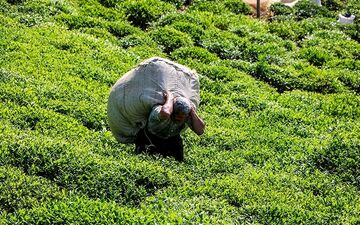 ۲۸ هزار تن چای ایرانی تولید شد