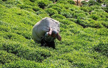 ۲۸ هزار تن چای ایرانی تولید شد