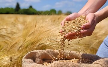 پیش‌بینی برداشت بیش از ۳ هزار تن گندم از مزارع خوانسار