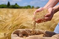 پیش‌بینی برداشت بیش از ۳ هزار تن گندم از مزارع خوانسار